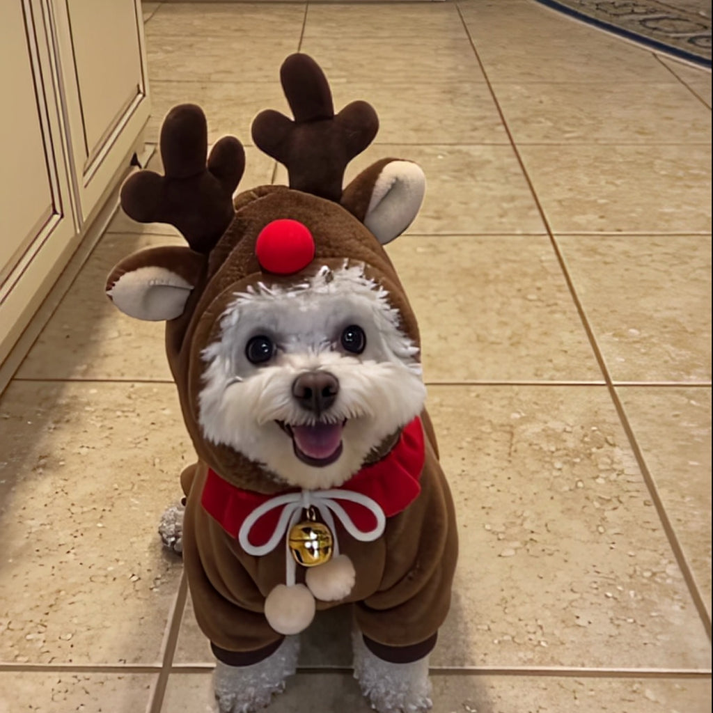 Reindeer Paws Pet Costume on a happy white dog