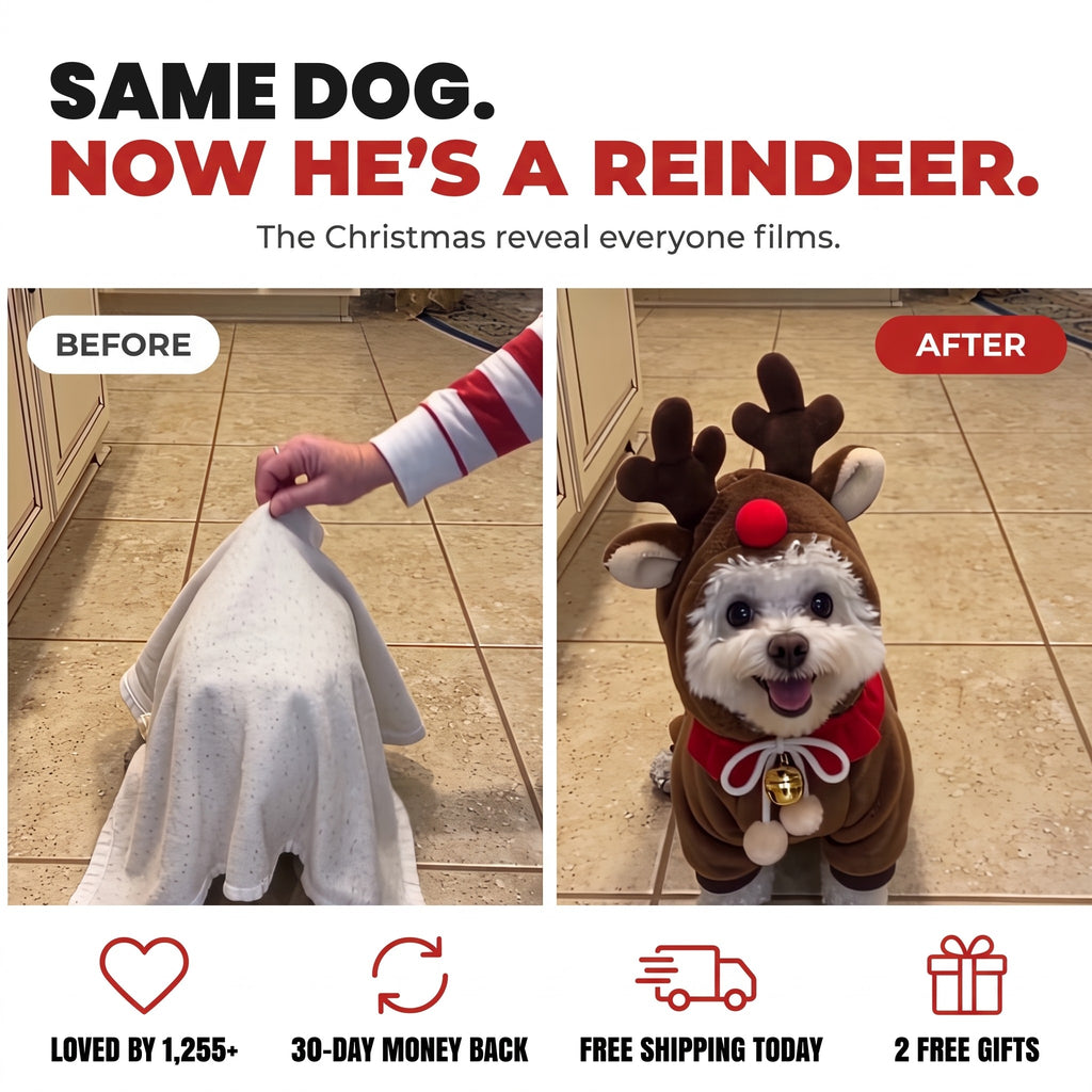 Same dog, now he's a reindeer - before and after