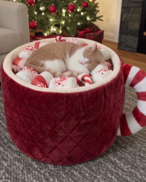 after_cat.jpg