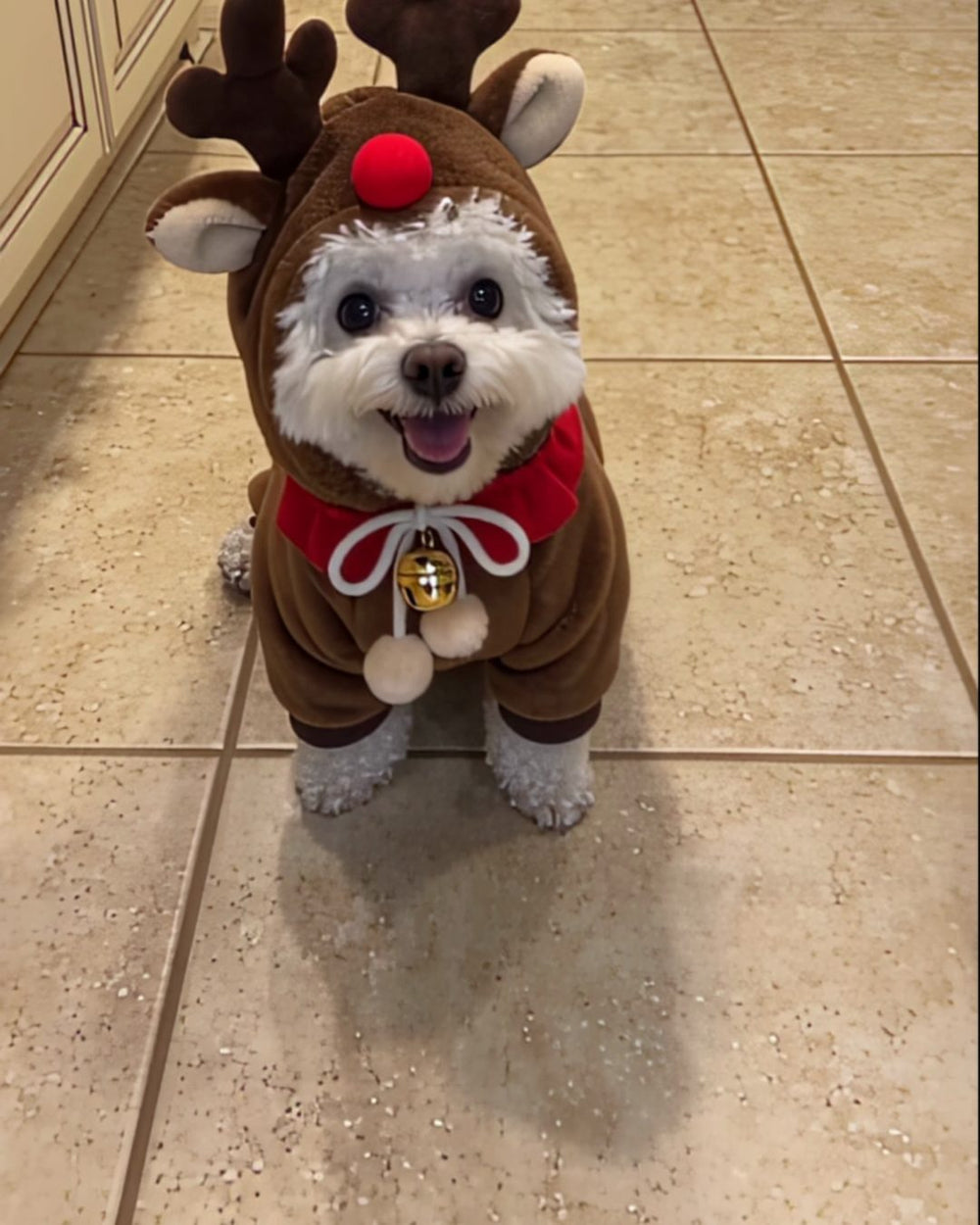 after_reindeer.jpg