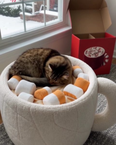 Watch Them Nap